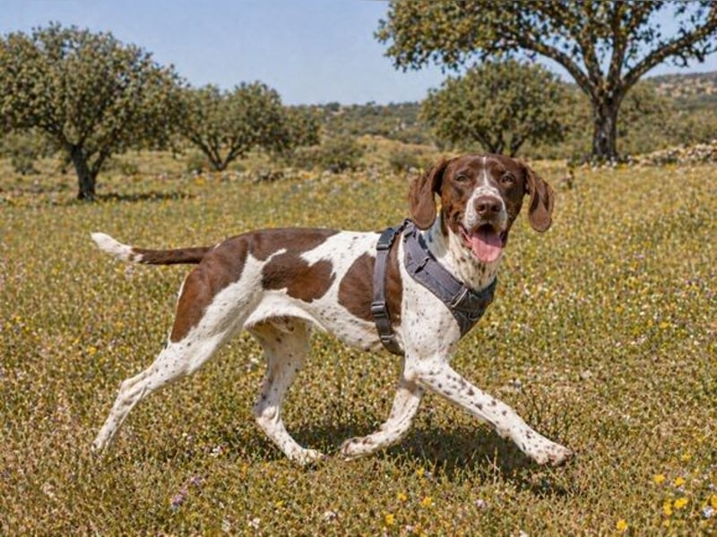 Scout – bereit für Abenteuer