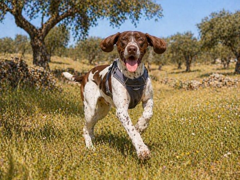 Scout – bereit für Abenteuer