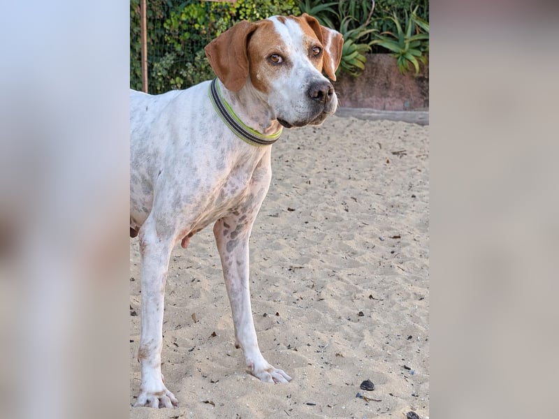 Pointer Fine wartet in Portugal auf unserem Tierschutzhof!