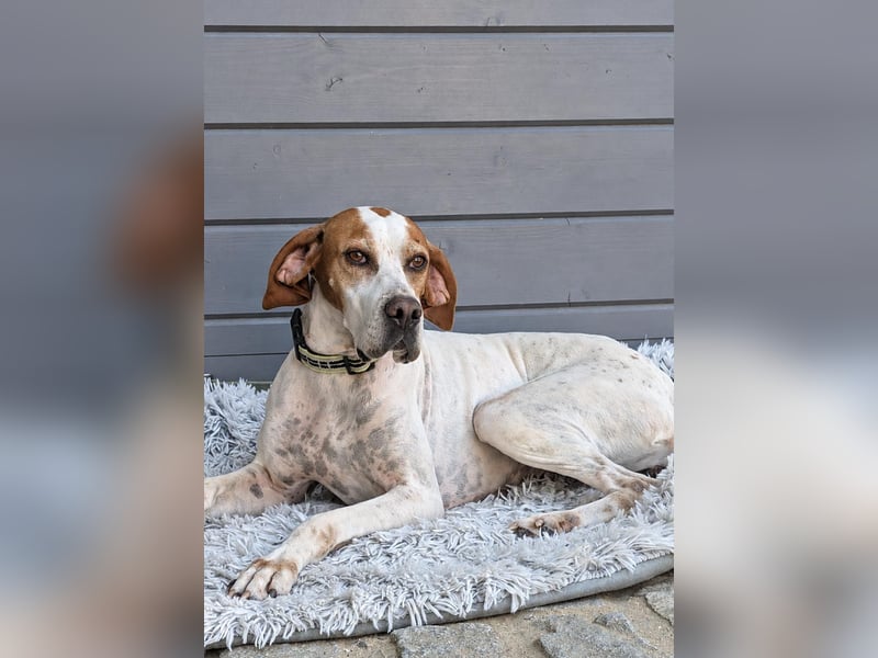 Pointer Fine wartet in Portugal auf unserem Tierschutzhof!