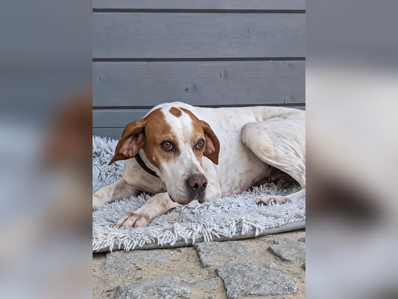 Pointer Fine wartet in Portugal auf unserem Tierschutzhof!
