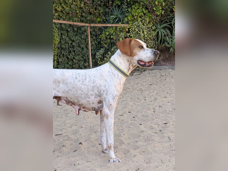 Pointer Fine wartet in Portugal auf unserem Tierschutzhof!