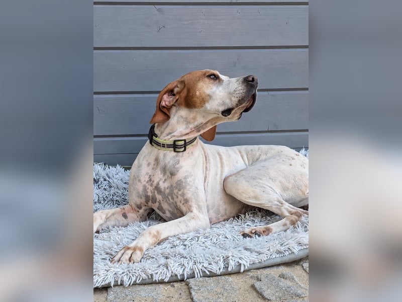 Pointer Fine wartet in Portugal auf unserem Tierschutzhof!
