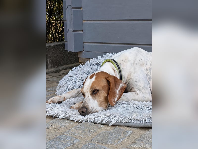 Pointer Fine wartet in Portugal auf unserem Tierschutzhof!