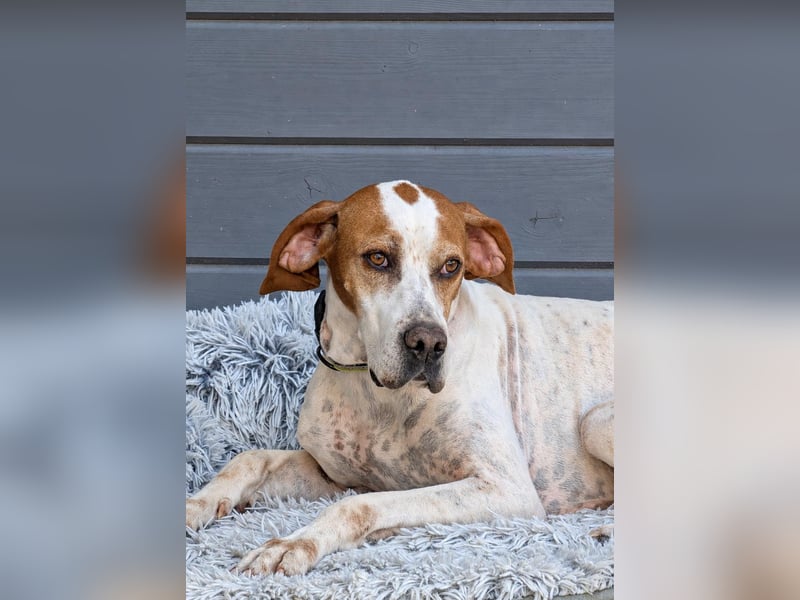 Pointer Fine wartet in Portugal auf unserem Tierschutzhof!