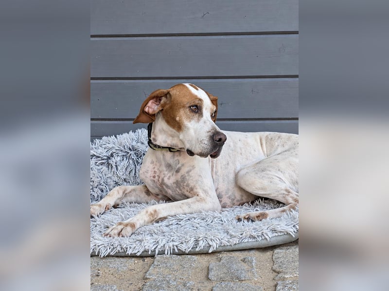 Pointer Fine wartet in Portugal auf unserem Tierschutzhof!