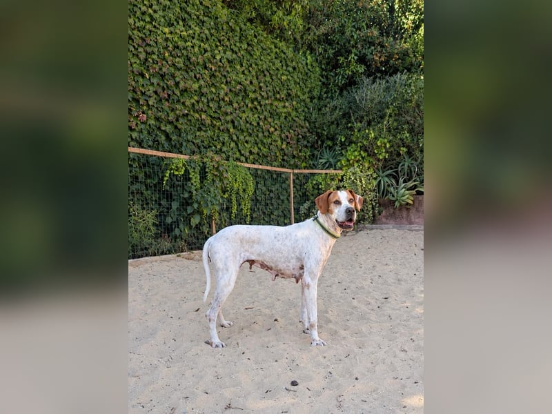 Pointer Fine wartet in Portugal auf unserem Tierschutzhof!