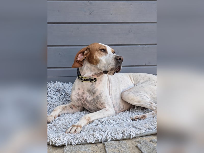 Pointer Fine wartet in Portugal auf unserem Tierschutzhof!
