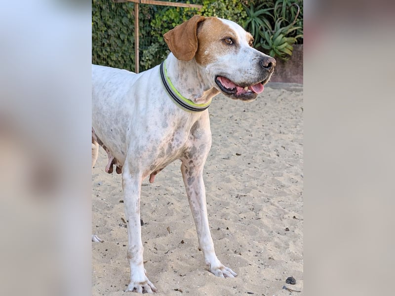 Pointer Fine wartet in Portugal auf unserem Tierschutzhof!