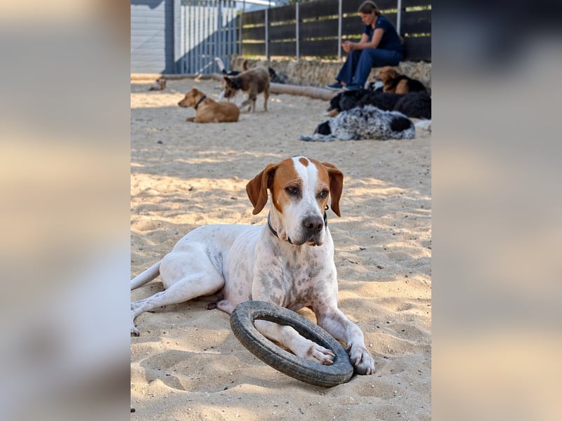 Pointer Fine wartet in Portugal auf unserem Tierschutzhof!