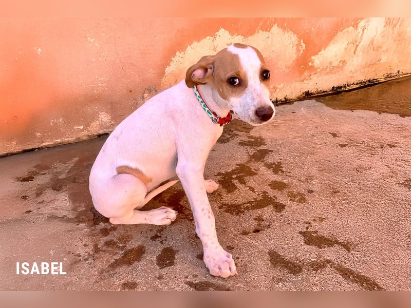 Zuckersüße Isabel für ihr Sofa