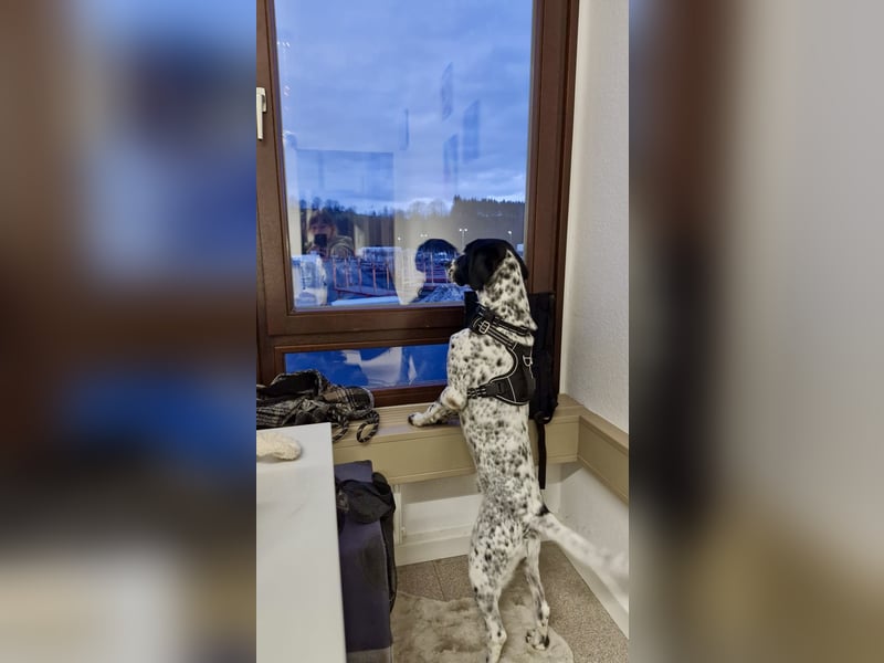 Menschenbezogener und treuer Pointermix RAVI sucht eine Familie