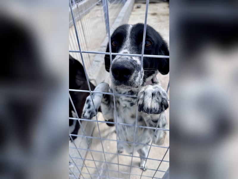 Menschenbezogener und treuer Pointermix RAVI sucht eine Familie