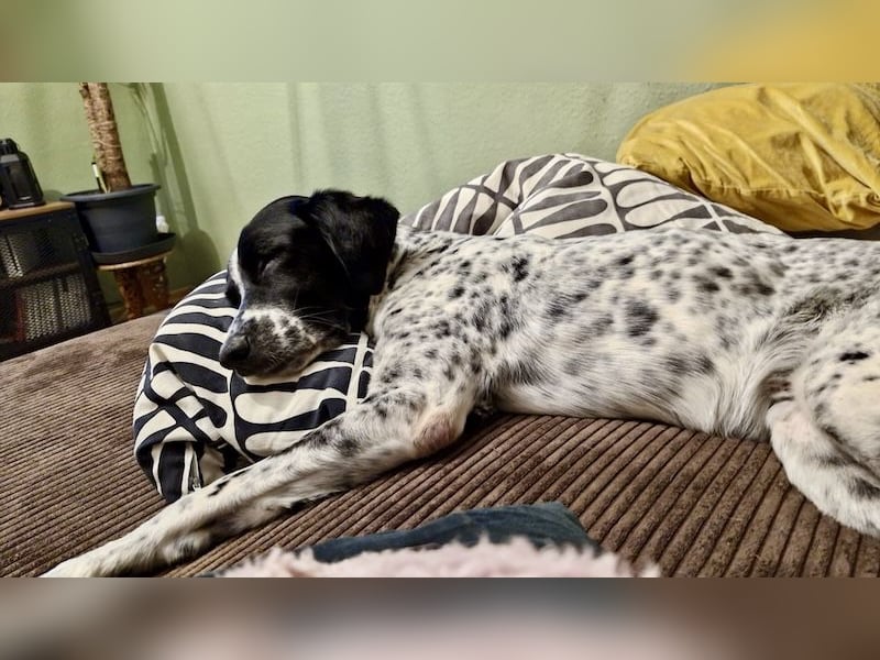 Aktiver und schmusiger Jungrüde RAVI sucht eine Familie!