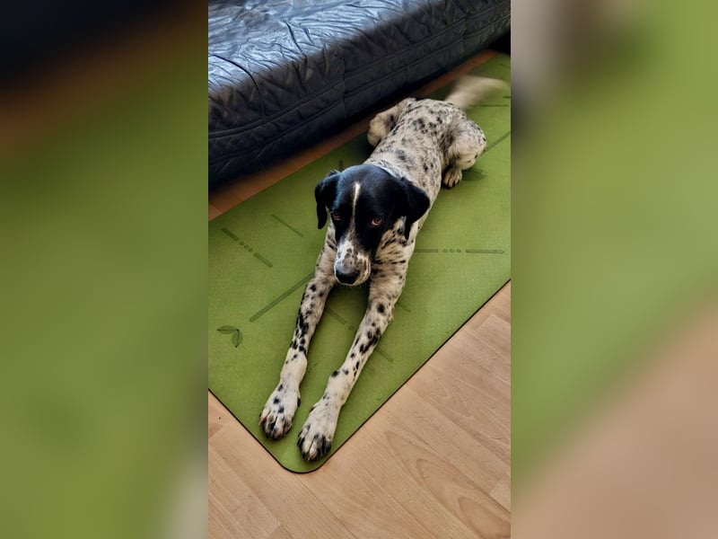 Junger Mischlingsrüde (2,5 Jahre) RAVI sucht eine eigene Familie!