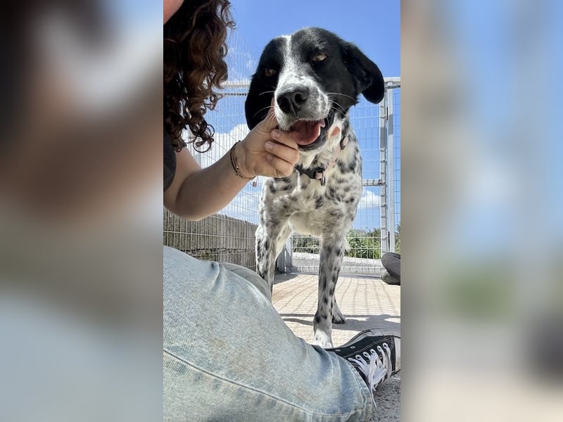 Aktiver und schmusiger Jungrüde RAVI sucht eine Familie!