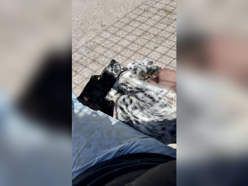 Aktiver und schmusiger Jungrüde RAVI sucht eine Familie!