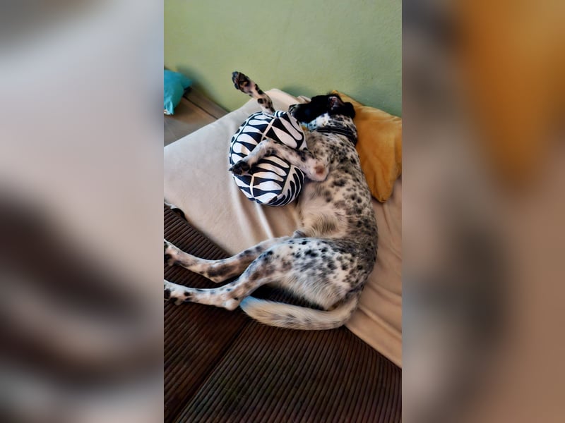 Junger Mischlingsrüde (2,5 Jahre) RAVI sucht eine eigene Familie!