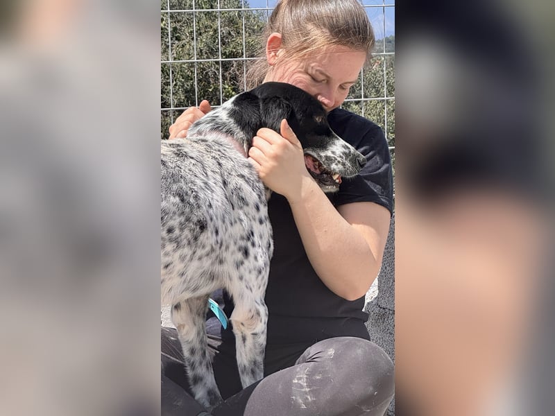 Junger Mischlingsrüde (2,5 Jahre) RAVI sucht eine eigene Familie!