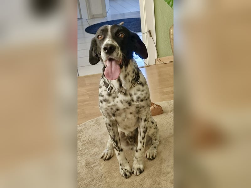 Junger Mischlingsrüde (2,5 Jahre) RAVI sucht eine eigene Familie!