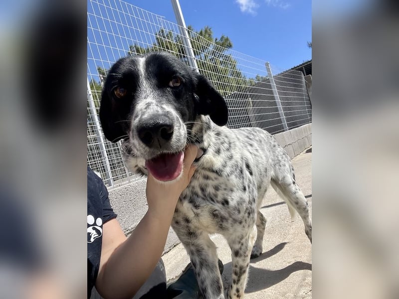 Aktiver und schmusiger Jungrüde RAVI sucht eine Familie!