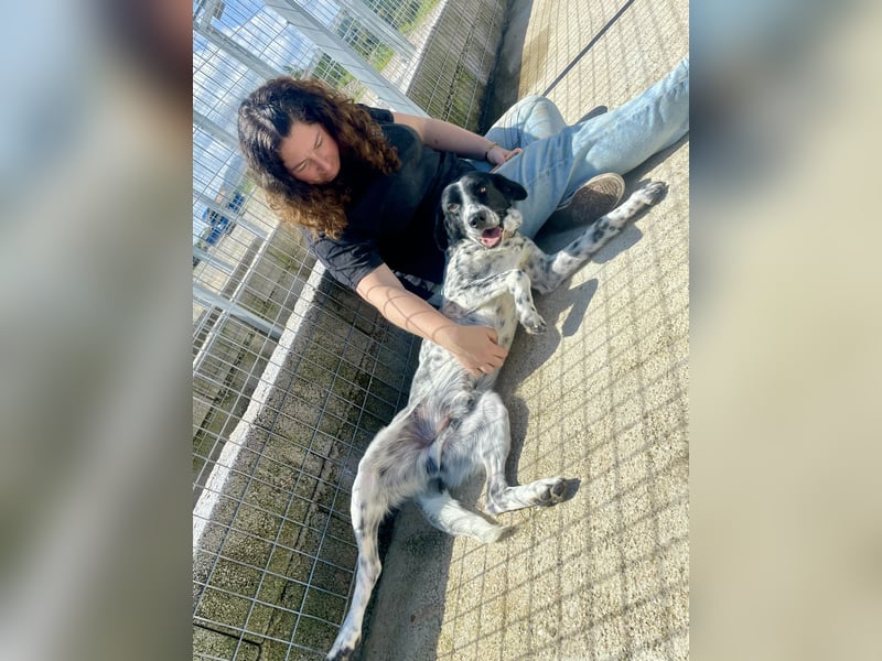 Menschenbezogener und treuer Pointermix RAVI sucht eine Familie