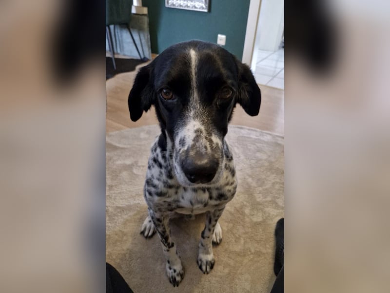 Menschenbezogener und treuer Pointermix RAVI sucht eine Familie