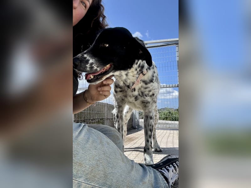 Junger Mischlingsrüde (2,5 Jahre) RAVI sucht eine eigene Familie!