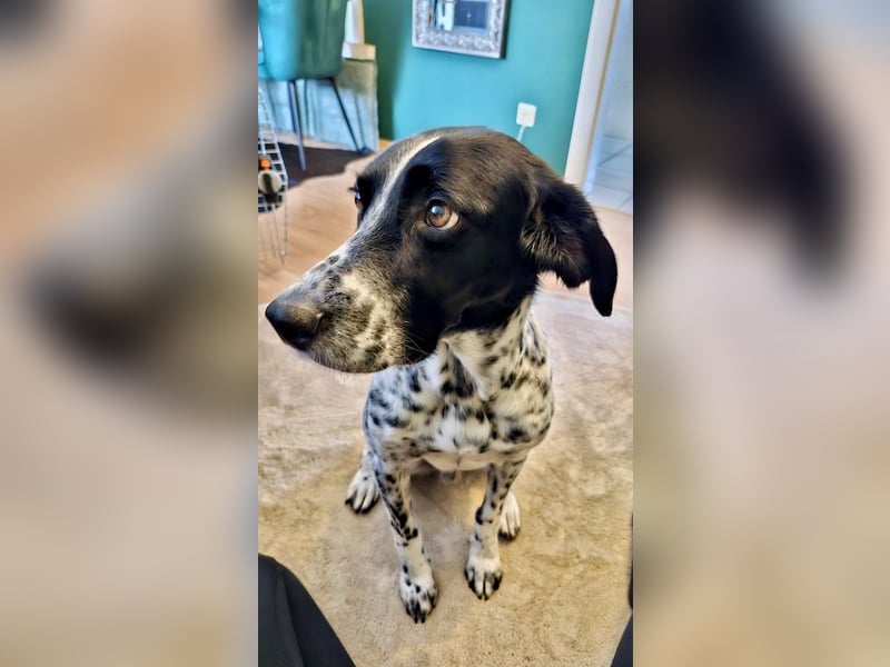 Menschenbezogener und treuer Pointermix RAVI sucht eine Familie