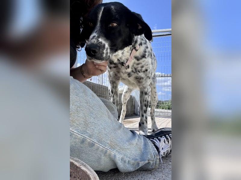 Junger Mischlingsrüde (2,5 Jahre) RAVI sucht eine eigene Familie!