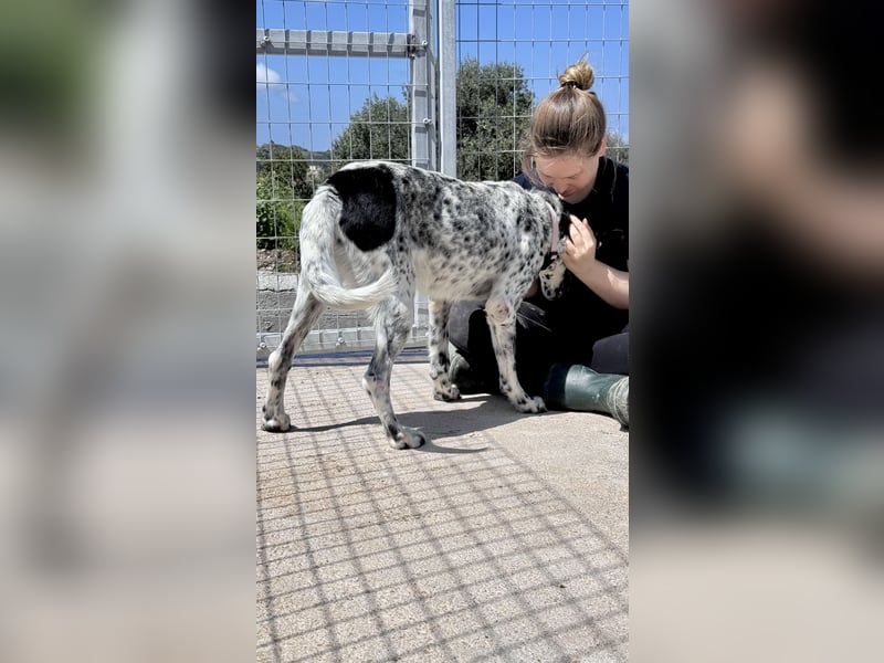 Menschenbezogener und treuer Pointermix RAVI sucht eine Familie