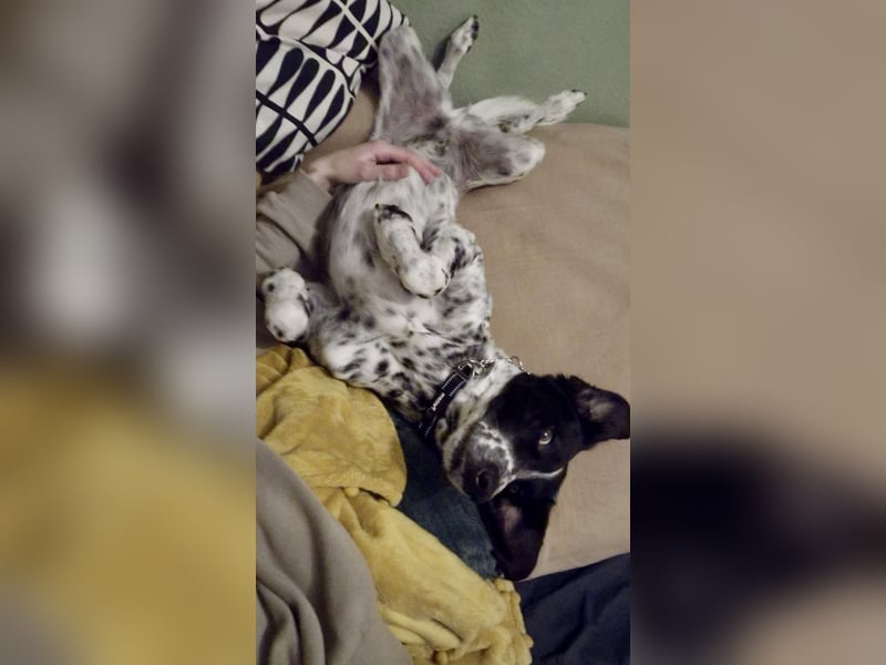 Junger Mischlingsrüde (2,5 Jahre) RAVI sucht eine eigene Familie!