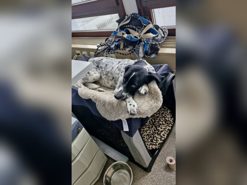 Menschenbezogener und treuer Pointermix RAVI sucht eine Familie