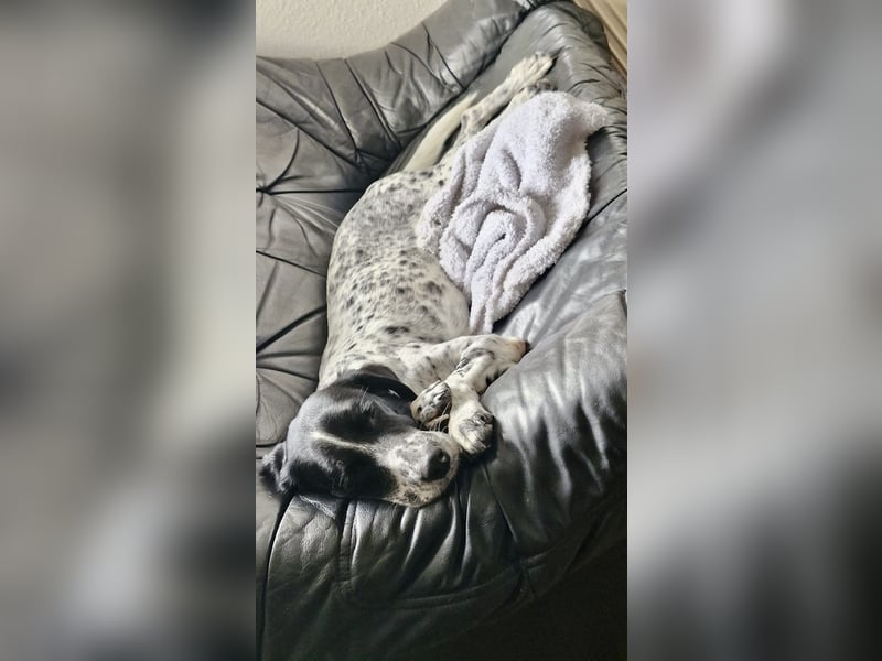 Aktiver und schmusiger Jungrüde RAVI sucht eine Familie!