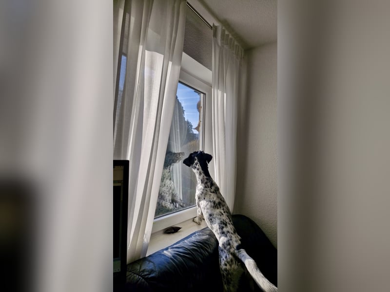 Menschenbezogener und treuer Pointermix RAVI sucht eine Familie