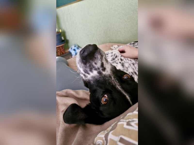 Aktiver und schmusiger Jungrüde RAVI sucht eine Familie!