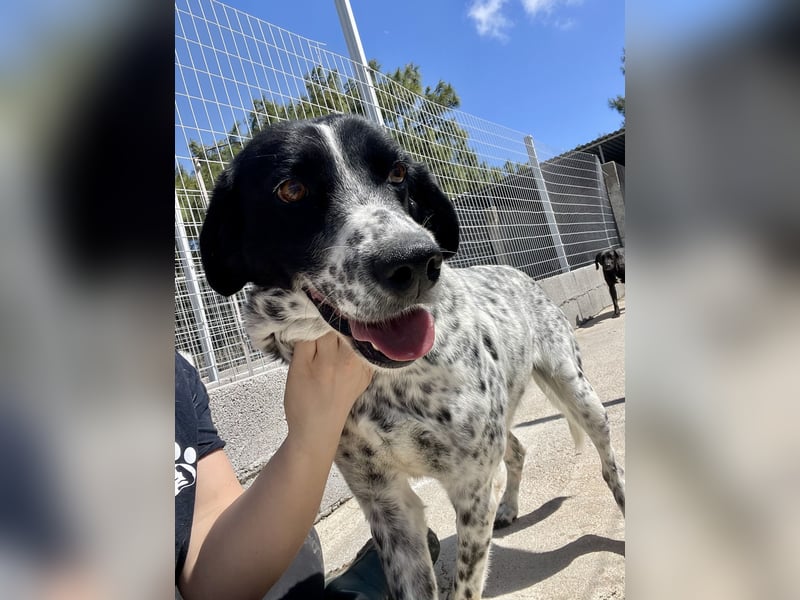 Aktiver und schmusiger Jungrüde RAVI sucht eine Familie!