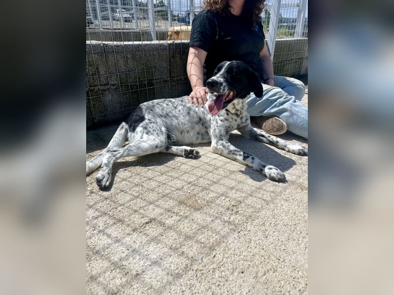 Menschenbezogener und treuer Pointermix RAVI sucht eine Familie