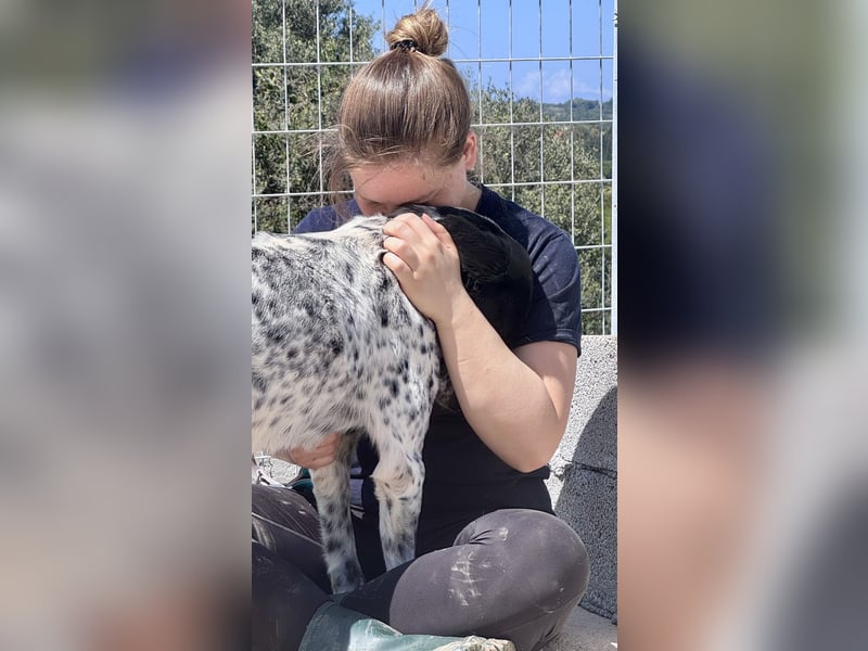 Menschenbezogener und treuer Pointermix RAVI sucht eine Familie