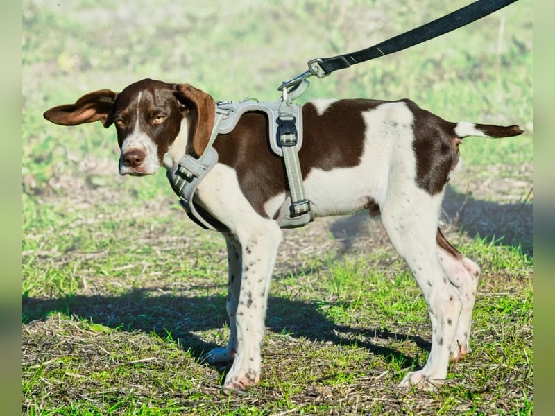 Scout – bereit für Abenteuer