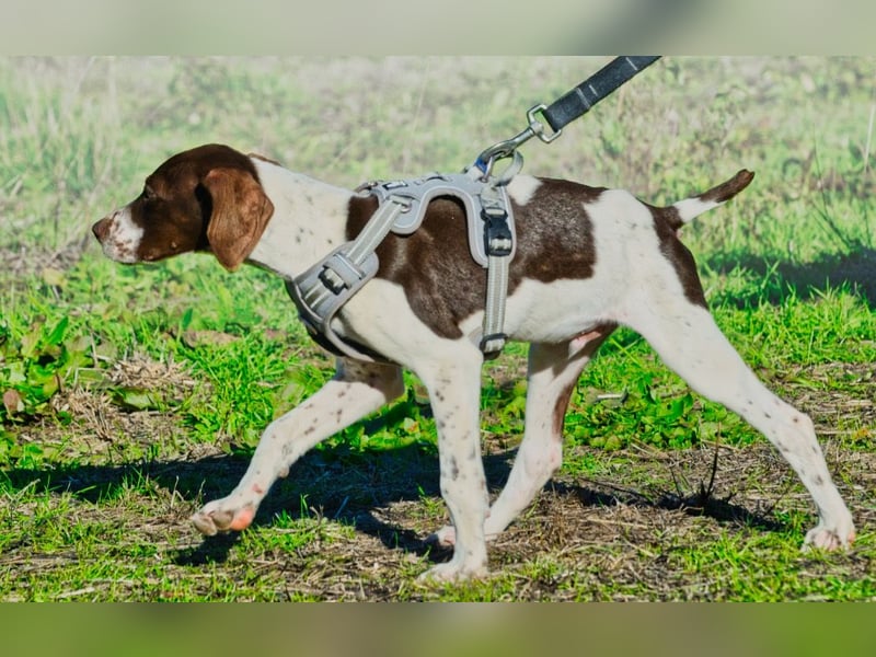 Scout – bereit für Abenteuer