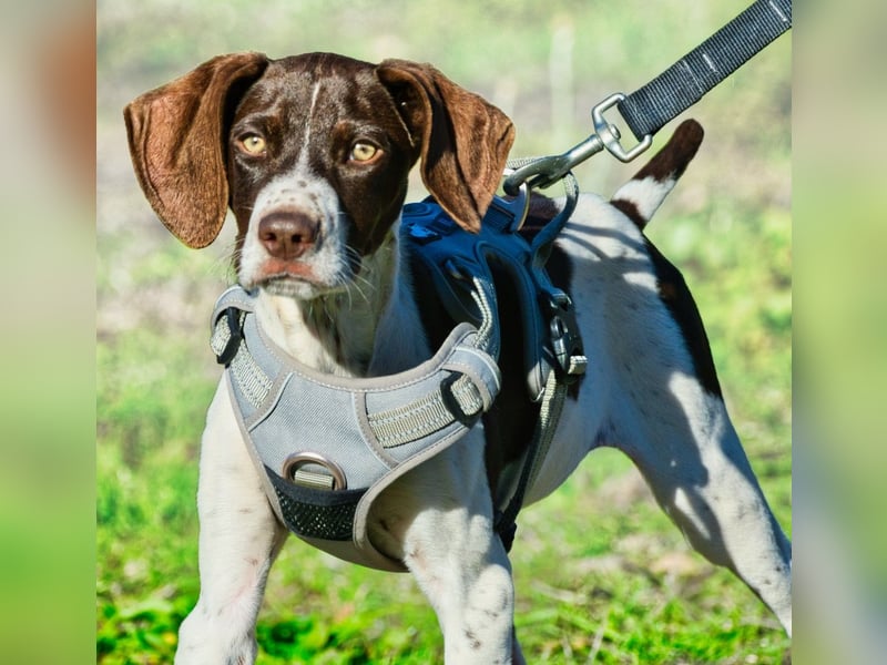 Scout – bereit für Abenteuer