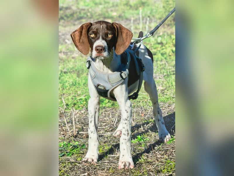 Scout – bereit für Abenteuer