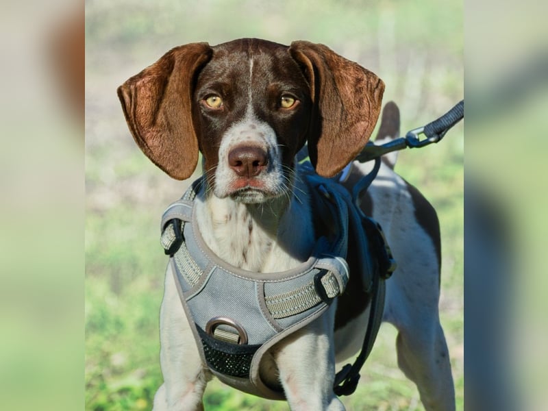 Scout – bereit für Abenteuer