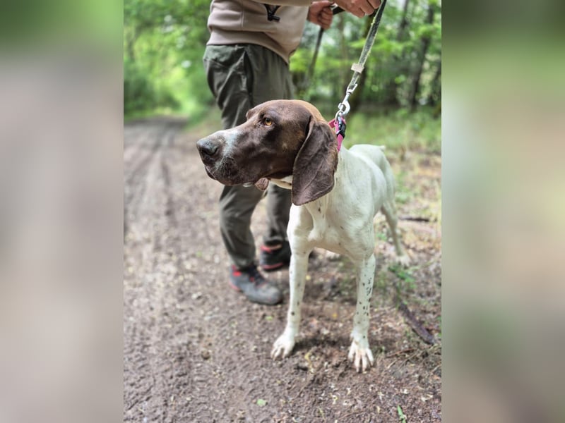Monty_BE_English-Pointer-Jungspund sucht seine liebevollen Menschen 