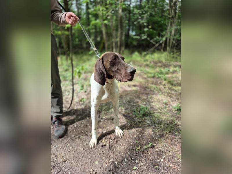 Monty_BE_English-Pointer-Jungspund sucht seine liebevollen Menschen 
