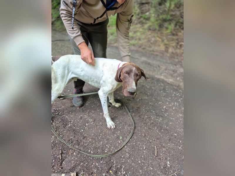 Monty_BE_English-Pointer-Jungspund sucht seine liebevollen Menschen 