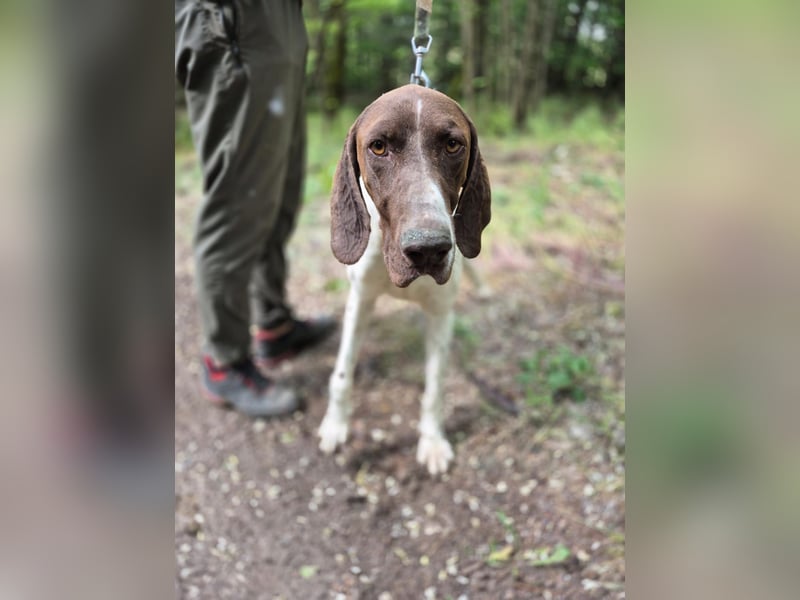 Monty_BE_English-Pointer-Jungspund sucht seine liebevollen Menschen 