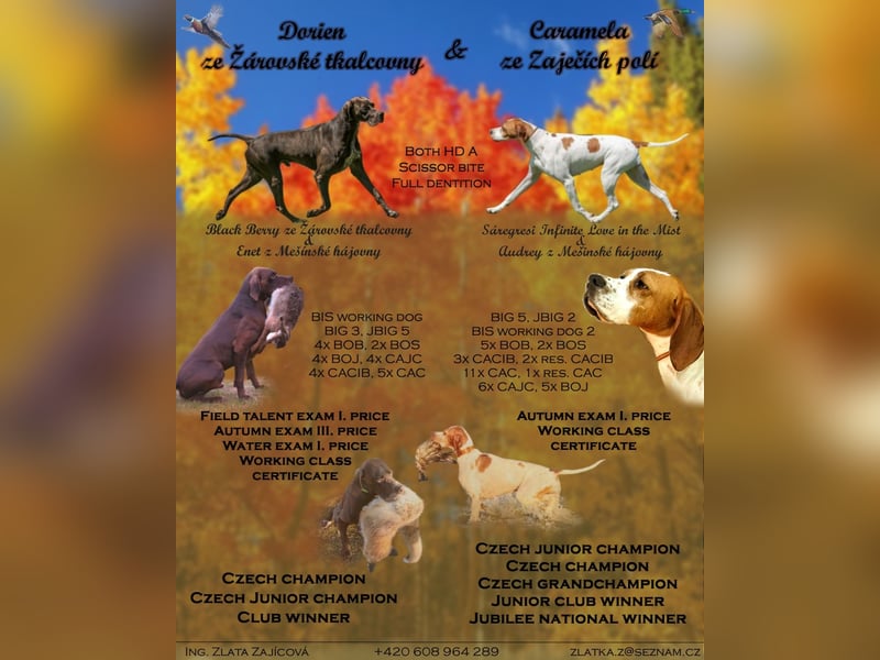Englisch pointer Vorstehhund