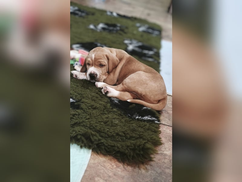 Englisch pointer Vorstehhund